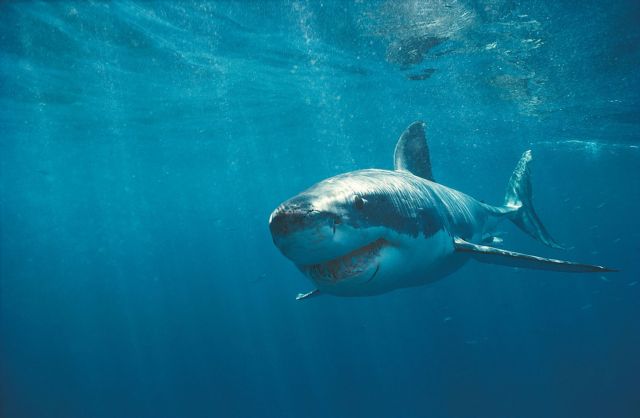 Πρεμιέρα για το «Sharkwater Extinction»