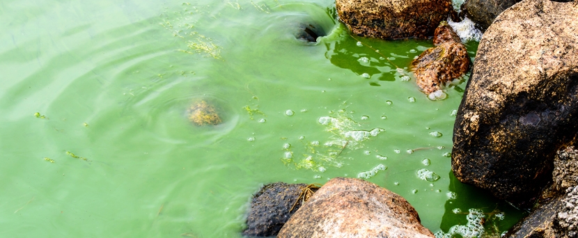 Στα ύψη οι τιμές των αλιευμάτων λόγω φυτοπλαγκτόν στο Θρακικό πέλαγος