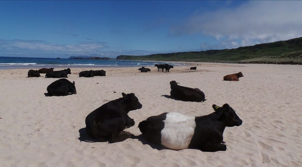 Σουηδία: Στέλνουν τις αγελάδες σε παραλίες γυμνιστών για τον καύσωνα