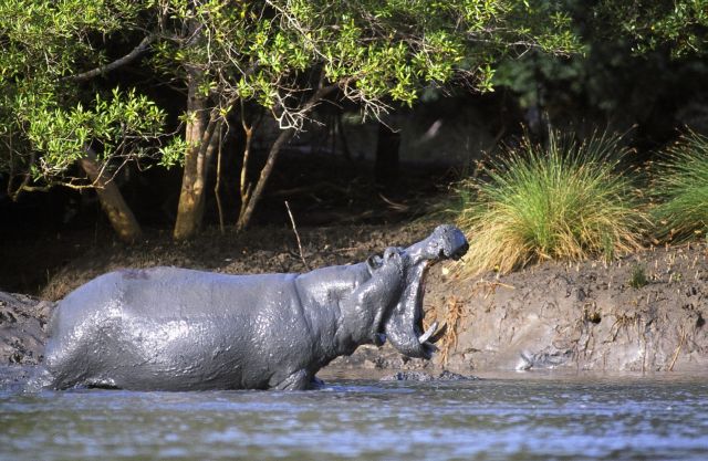 Πέθανε ο γηραιότερος ιπποπόταμος του κόσμου σε αιχμαλωσία
