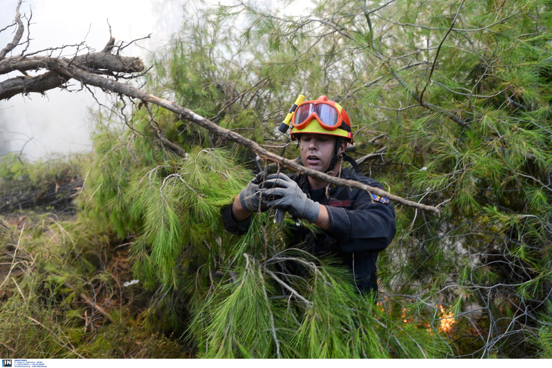 Τραγικές ανατροπές στο οικοσύστημα