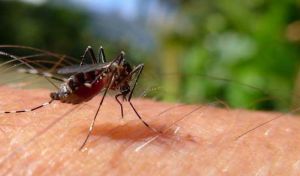 Νέος συναγερμός: Ακόμη δύο θάνατοι από τον ιό του Δυτικού Νείλου