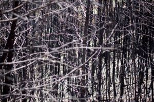 ΝΔ: Οι ευθύνες της κυβέρνησης για την πυρκαγιά στο Μάτι δεν παραγράφονται
