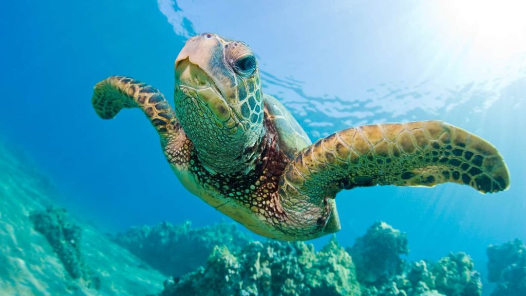 Μεξικό: 122 θαλάσσιες χελώνες βρέθηκαν νεκρές