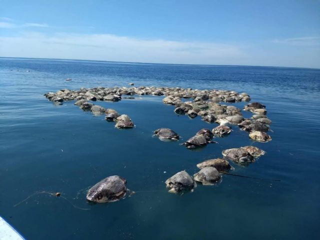 300 θαλάσσιες χελώνες υπό εξαφάνιση βρέθηκαν νεκρές στις ακτές του Μεξικό