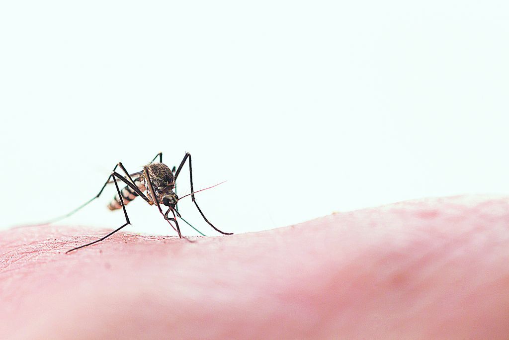 Υψώστε ασπίδα στα κουνούπια