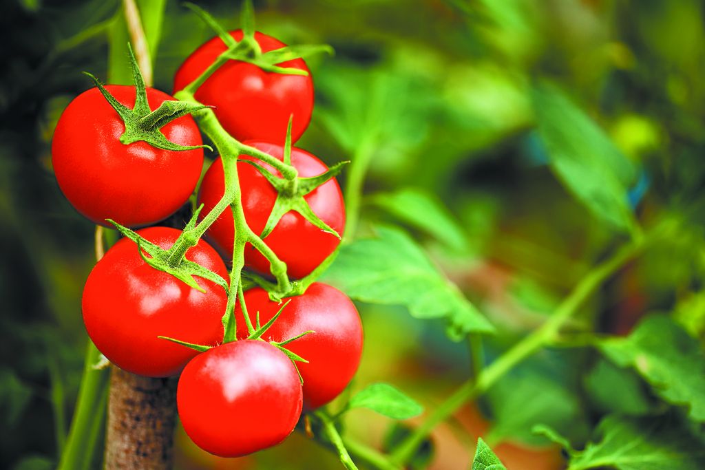 «Σούπερ» τροφή λειτουργεί ως αντηλιακό