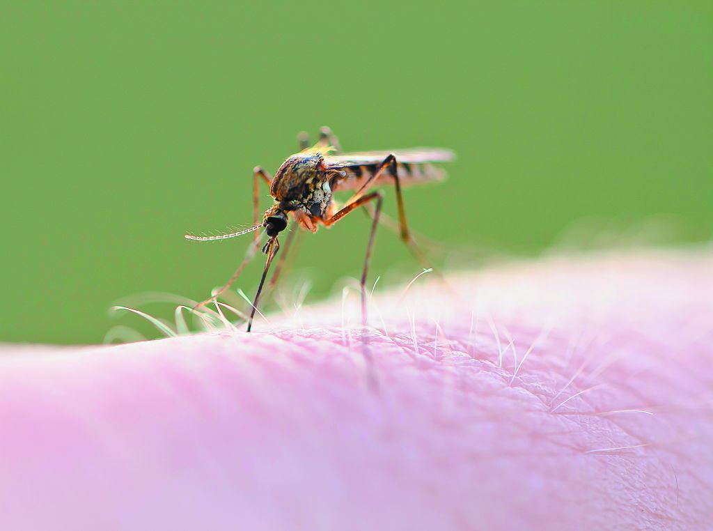 Ευρωπαϊκός συναγερμός για τον ιό του Δυτικού Νείλου