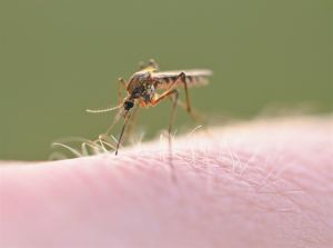 Οδηγός πρώτων βοηθειών για τα τσιμπήματα