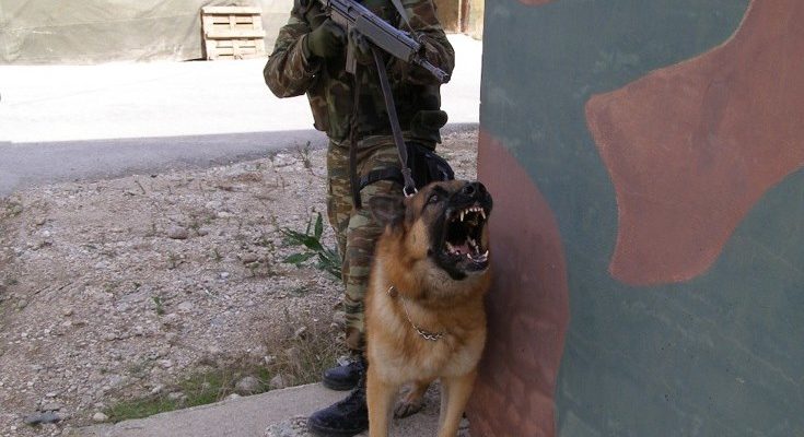 Εντυπωσιακό βίντεο με τους σκύλους – κομάντος του Στρατού εν δράσει