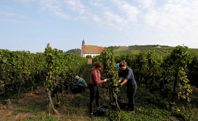Άρχισε ο τρύγος εντός και εκτός συνόρων