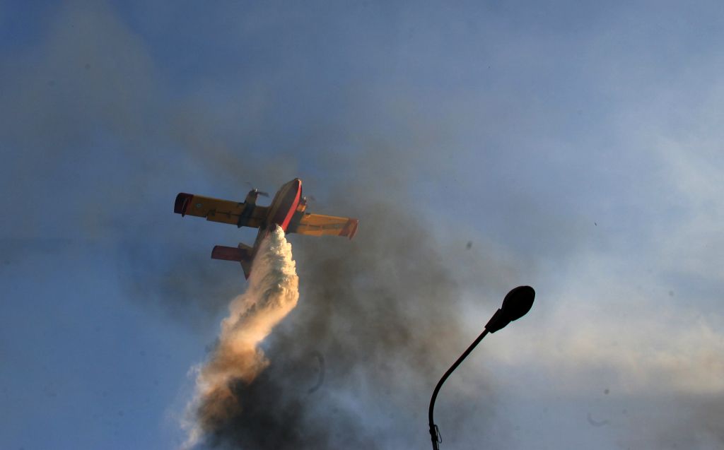 Φωτιά σε αναγεννημένο δάσος στην Ηλεία