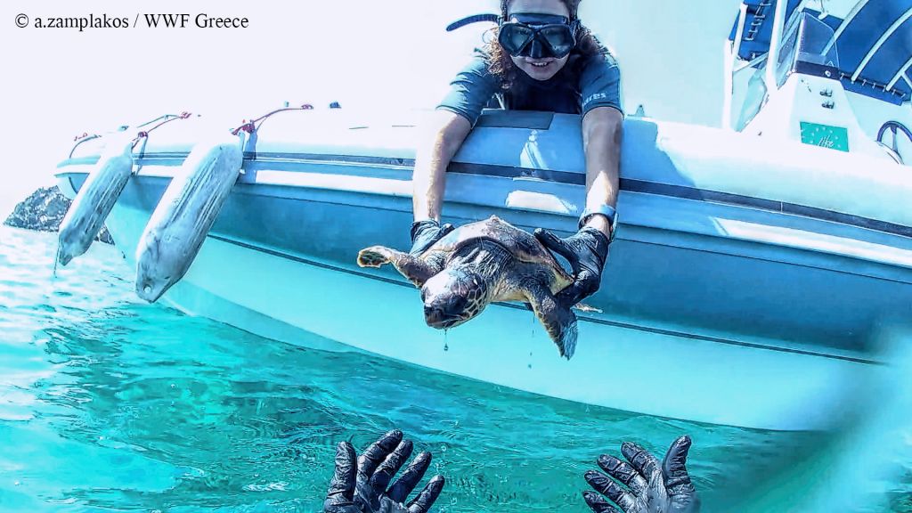 Ακτιβιστές έσωσαν τραυματισμένη θαλάσσια χελώνα