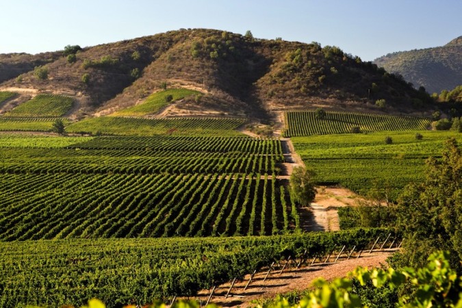 Βιολογικά κρασιά από τη Χιλή κατακτούν την αγορά της Κίνας