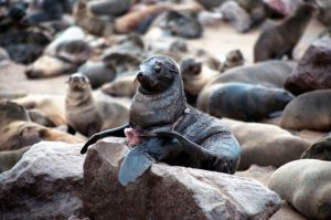 Συρρικνώνεται ο πληθυσμός νεογνών φώκιας