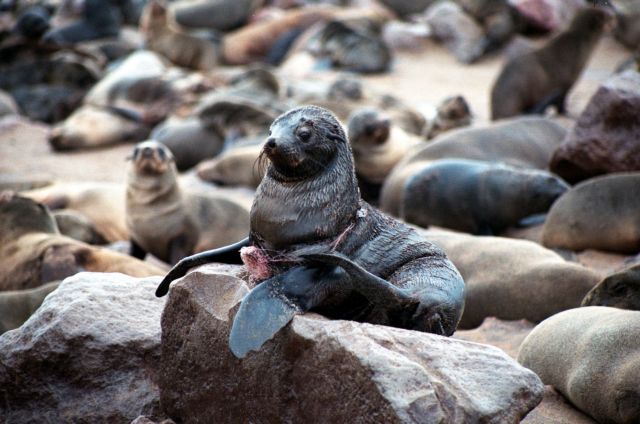 Συρρικνώνεται ο πληθυσμός νεογνών φώκιας