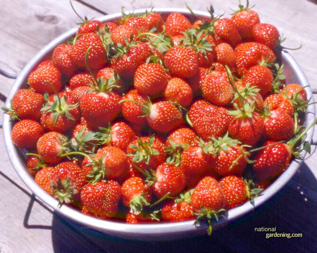 Φράουλες με βελόνες σε ράφια σουπερμάρκετ