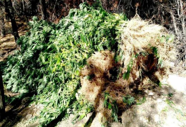 Κοζάνη: Συνελήφθη για καλλιέργεια δενδρυλλίων κάνναβης