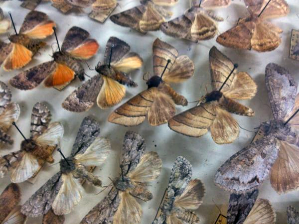 ΗΠΑ: «Φτερά» έκαναν έντομα αξίας 40.000 δολ. από μουσείο | tanea.gr