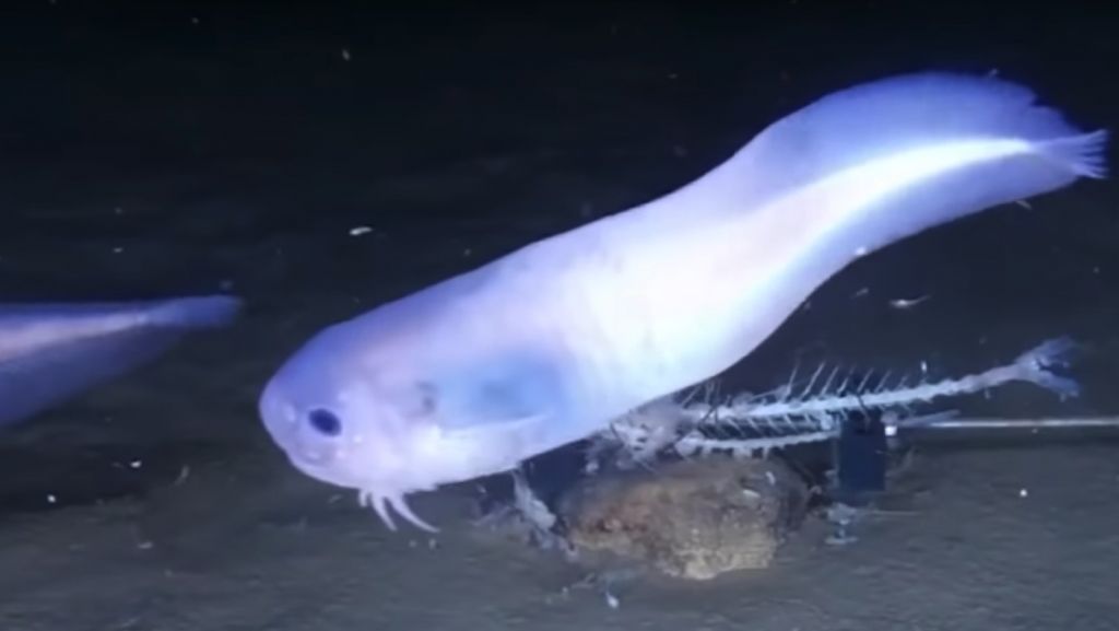 Παράξενα πλάσματα στην ανεξερεύνητη άβυσσο του Ειρηνικού Ωκεανού (Βίντεο)