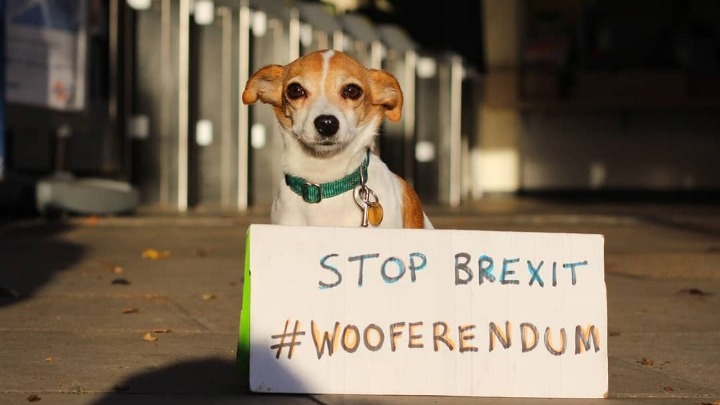 Οι σκύλοι της Βρετανίας διαδηλώνουν κατά του Brexit