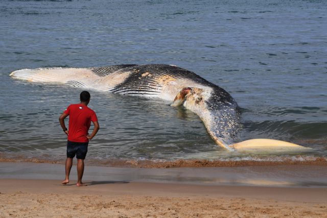 Αυστραλία: Προσπαθούν να απομακρύνουν κουφάρι φάλαινας από παραλία