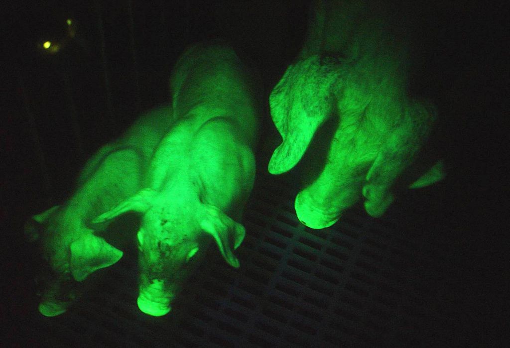 Κρούσμα αφρικανικής πανώλης στη Βουλγαρία