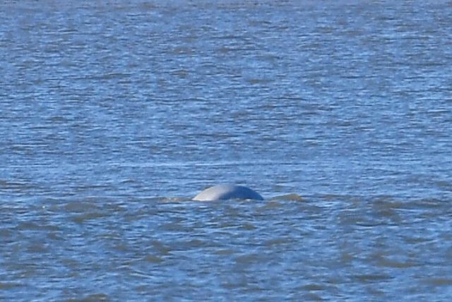 Μια λευκή φάλαινα κολυμπάει στον Τάμεση