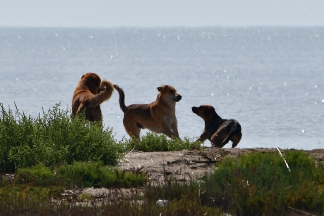 Πάτρα: Δράσεις για τα αδέσποτα τετράποδα
