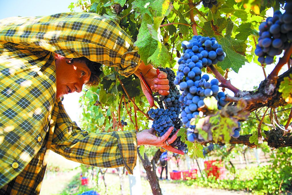 Καλά κρασιά παρά την… κακοκαιρία