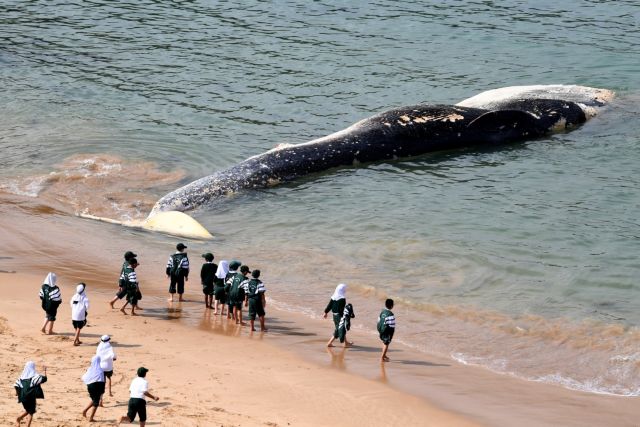 Αυστραλία: Επιχείρηση διάσωσης μικρής φάλαινας υπό το βλέμμα της μαμάς της