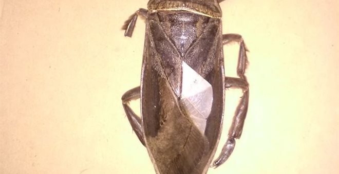 Lethocerus Patruelis Belostomatidae : Το γιγαντιαίο έντομο που τρομοκράτησε τη Λαμία (φωτό)