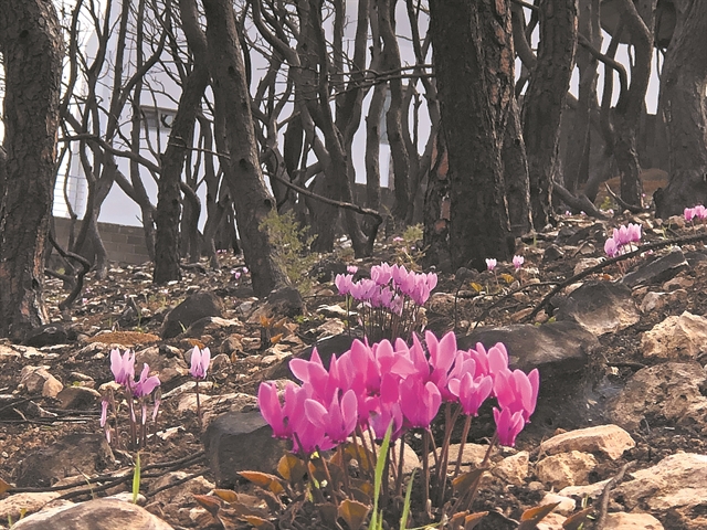 Αγωνία για τα «κόκκινα» σπίτια στο Μάτι