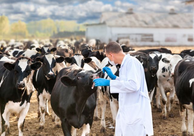 Η νόσος των τρελών αγελάδων «ξαναχτυπά» στη Σκωτία