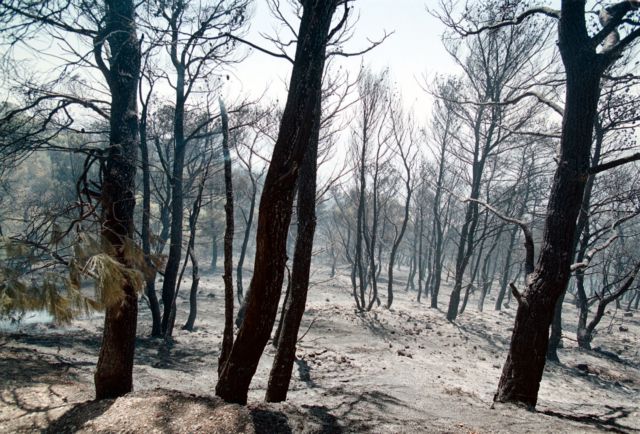Κίνδυνος αύξησης καμένων εκτάσεων εξαιτίας της ανόδου της θερμοκρασίας