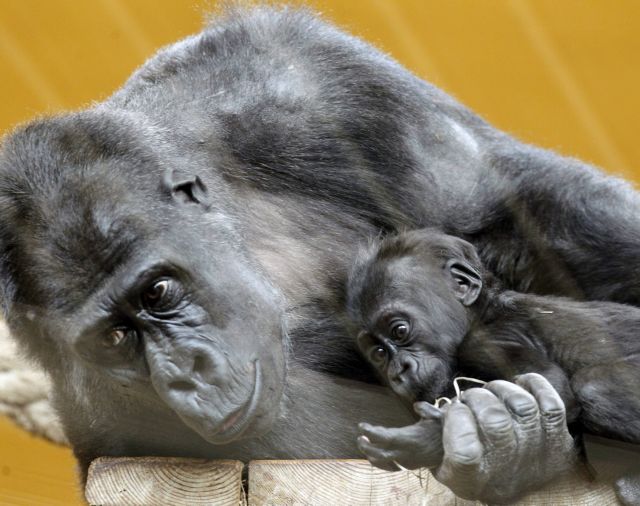 Ευεργετικός ο χρόνος των αρσενικών γορίλων με τα παιδιά
