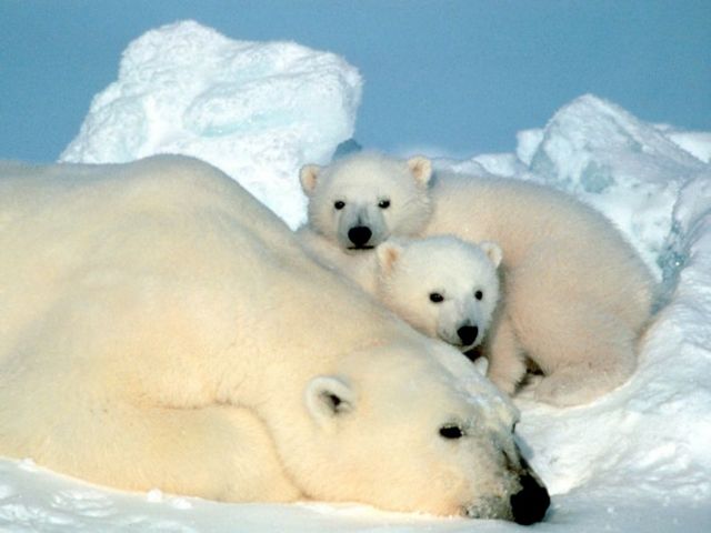 Η κλιματική αλλαγή επηρεάζει και τις πολικές αρκούδες