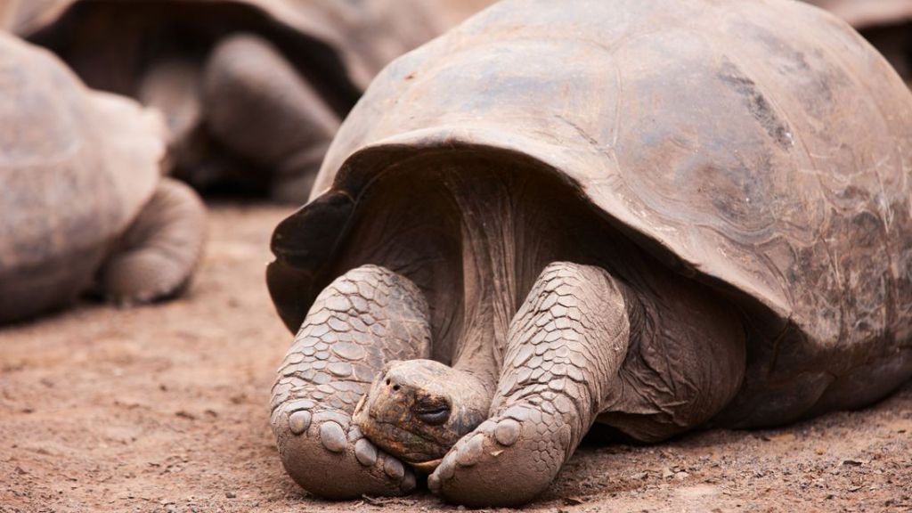 Εκλεψαν πάνω από 100 γιγάντιαιες χελώνες από τα Γκαλαπάγκος