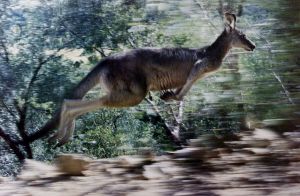 Καγκουρό τραυμάτισε τρία μέλη μίας οικογένειεας