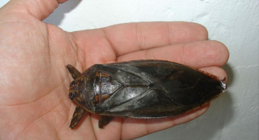 Είδαν στη Ροδόπη το σαρκοφάγο έντομο – γίγας