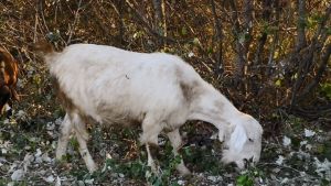 Η Ελλάδα είναι πρώτη στην Ευρώπη σε πληθυσμό γιδιών