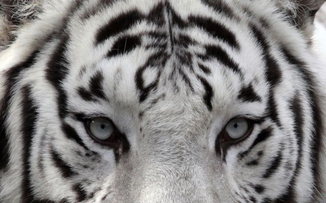 Ιαπωνία: Δεν θα θανατωθεί ο λευκός τίγρης που τραυμάτισε θανάσιμα φύλακα σε ζωολογικό κήπο