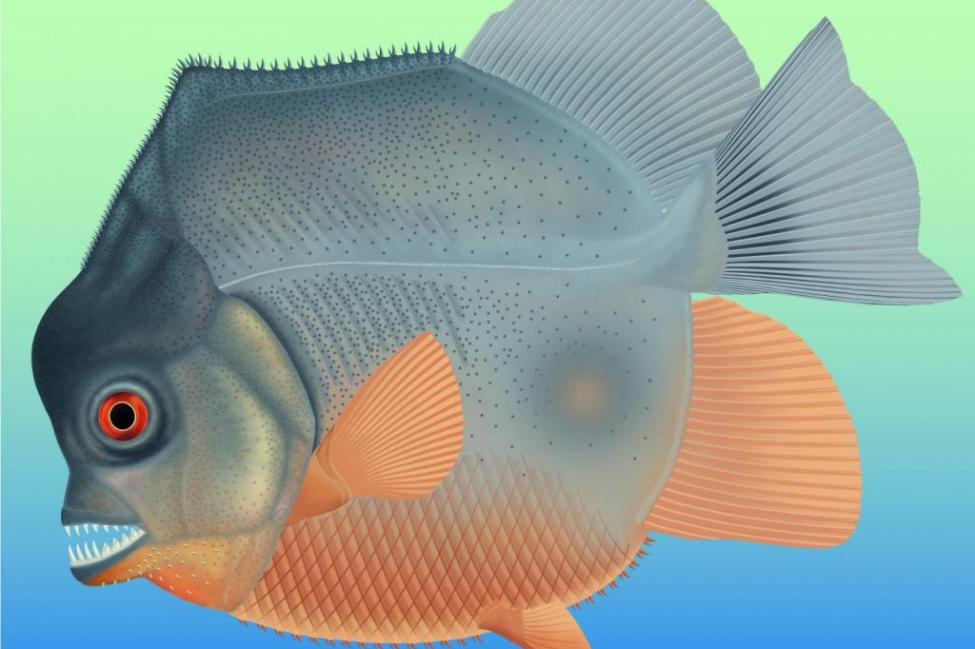 Ανακαλύφθηκε αρχαίο είδος πιράνχα