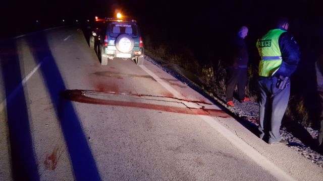 Αυτοκίνητο σκότωσε θεόρατη Αρκούδα κοντά στην Καστοριά