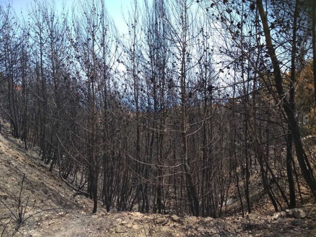 WWF Ελλάς: Απροετοίμαστοι απέναντι στις δασικές πυρκαγιές
