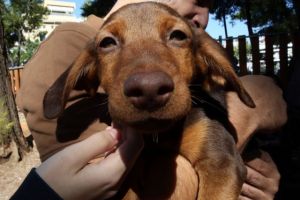 Τα σκυλιά μπορούν να μυρίσουν την ελονοσία