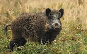 Τον κυνήγησαν έξι αγριογούρουνα κι έπεσε στη θάλασσα για να γλιτώσει