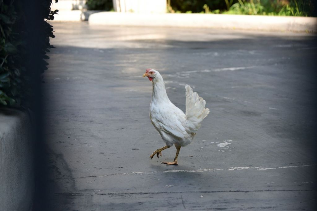 «Επικίνδυνη για τη Δημοκρατία» η ακτιβίστρια που είχε πετάξει κότα στο Μαξίμου