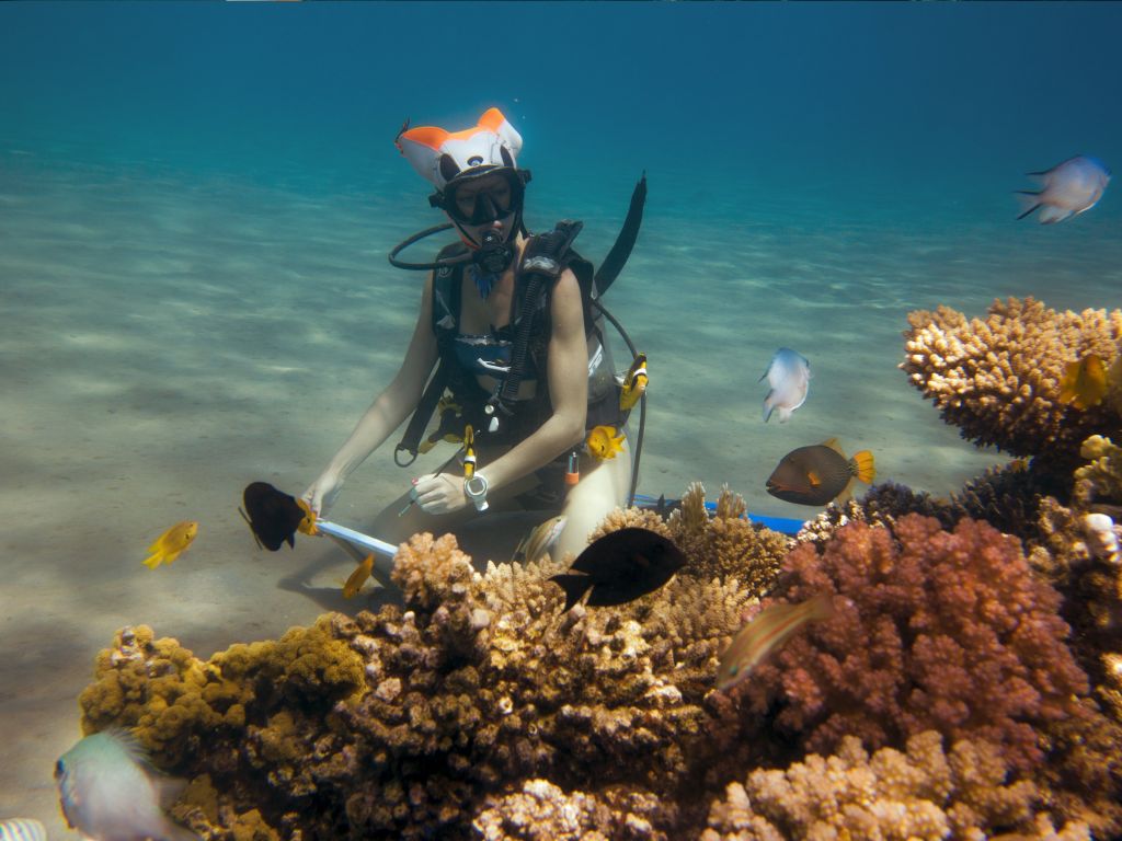 Ενας διαφορετικός τρόπος ζωγραφικής στο βυθό της θάλασσας (video)