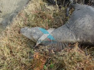 Πάγωσαν στον Εβρο από το αποτρόπαιο θέαμα που αντίκρισαν